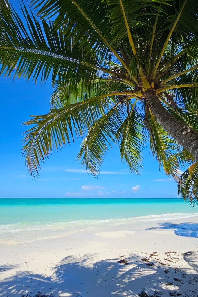 A scenic tropical beach with clear turquoise water and palm tree shade.
